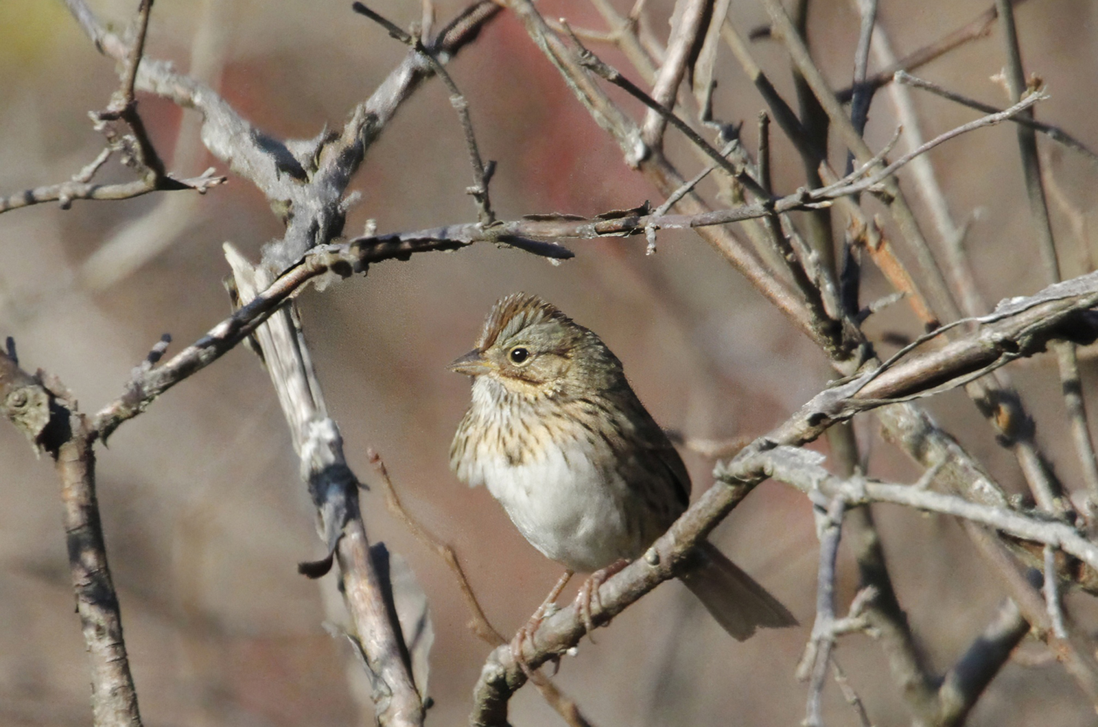 Lincoln sparrow.