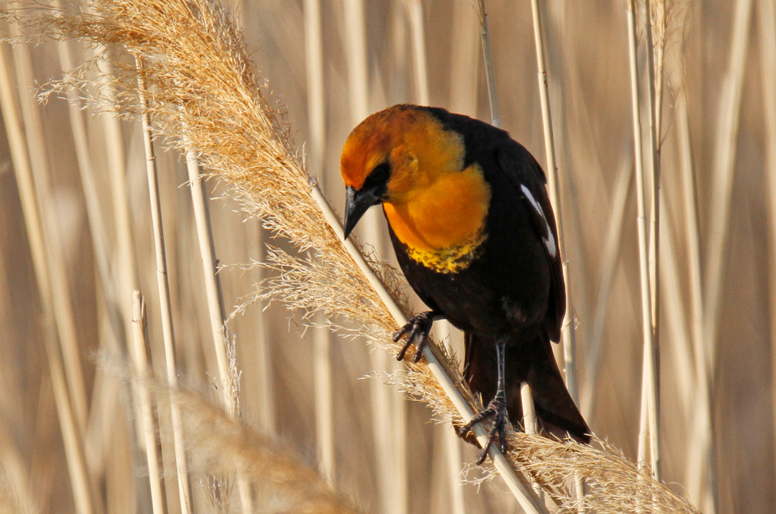 Yellow-headed blackbird.