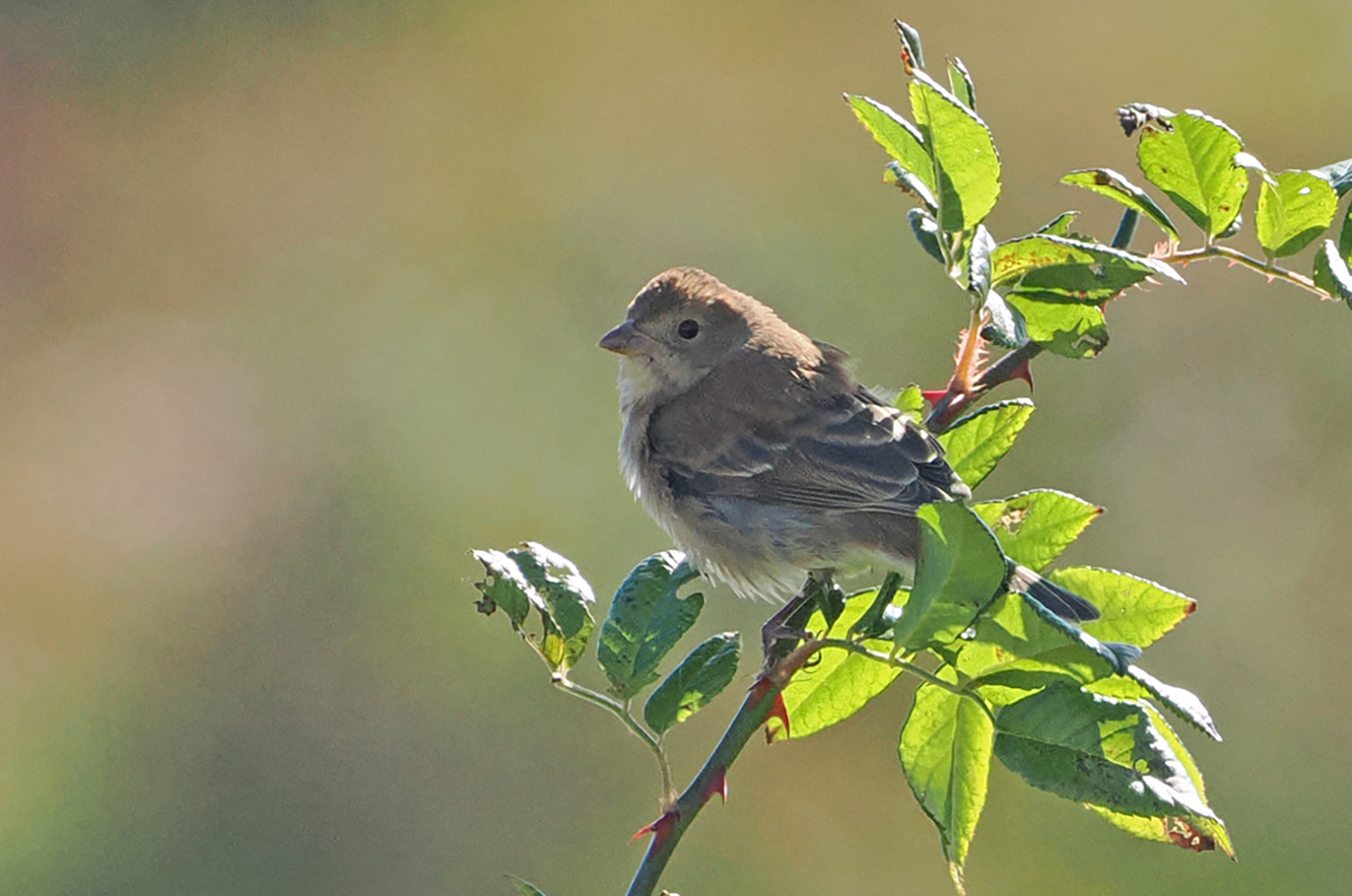 Indigo bunting.