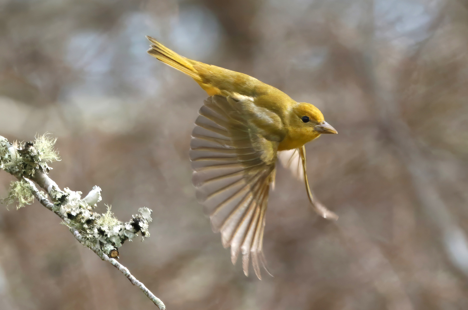 Summer tanager.