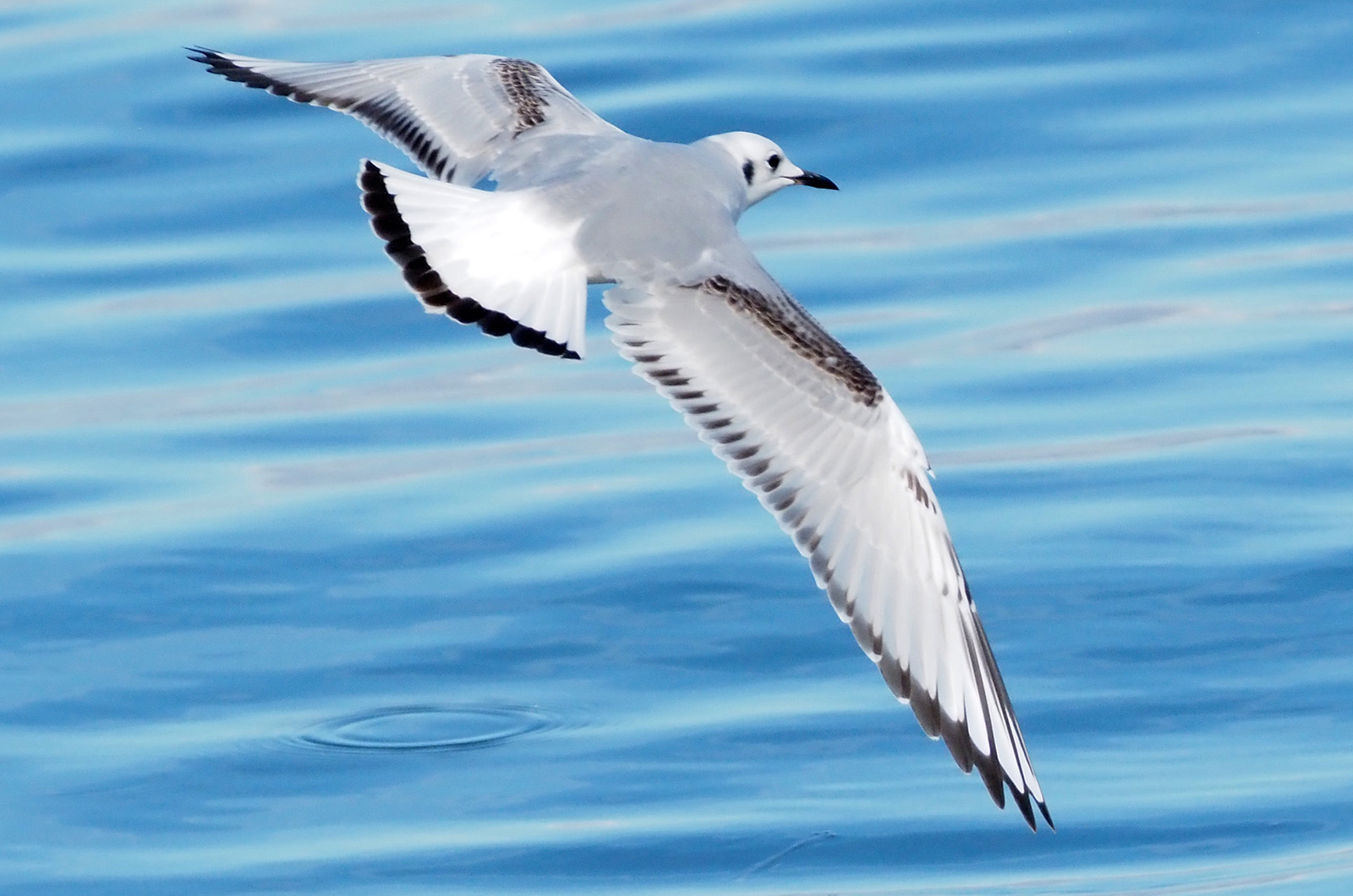 Bonapartes gull.