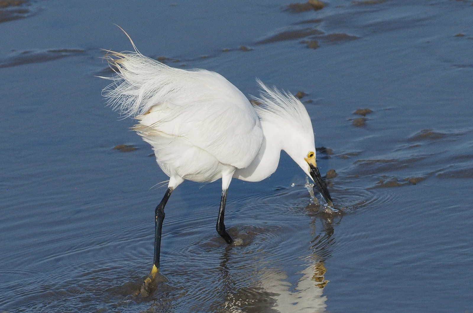 Snwoy egret.