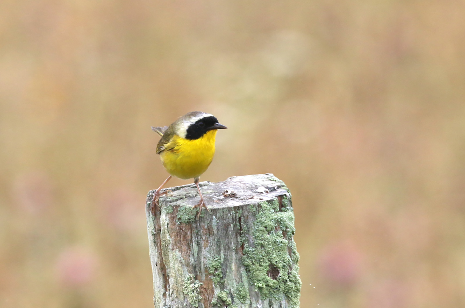 Common yellowthroat.