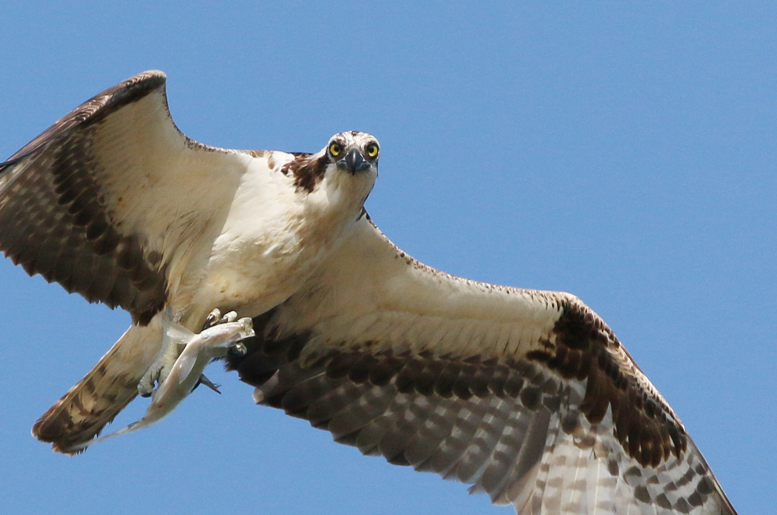 Osprey.