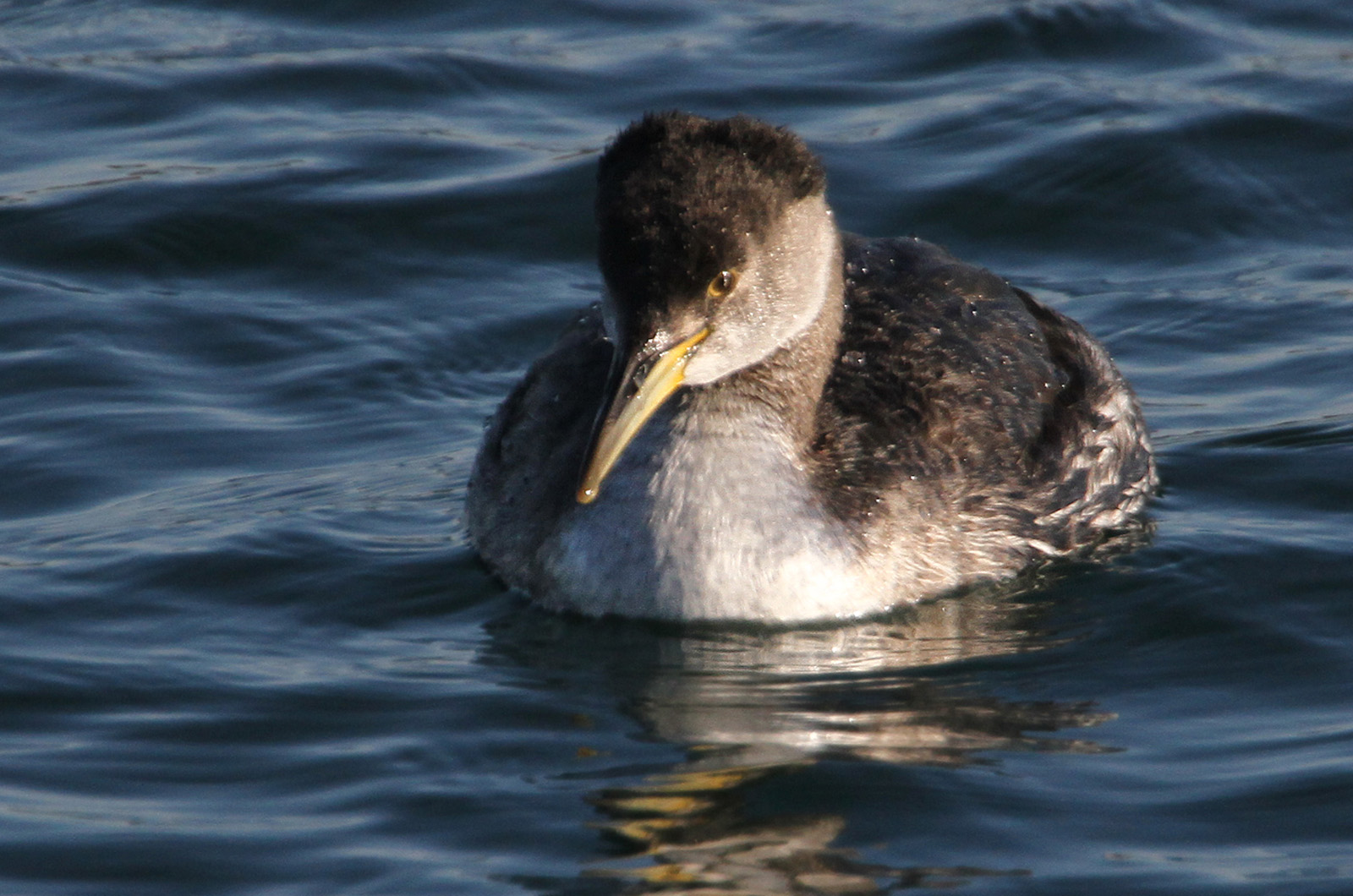 Red-necked grebe.