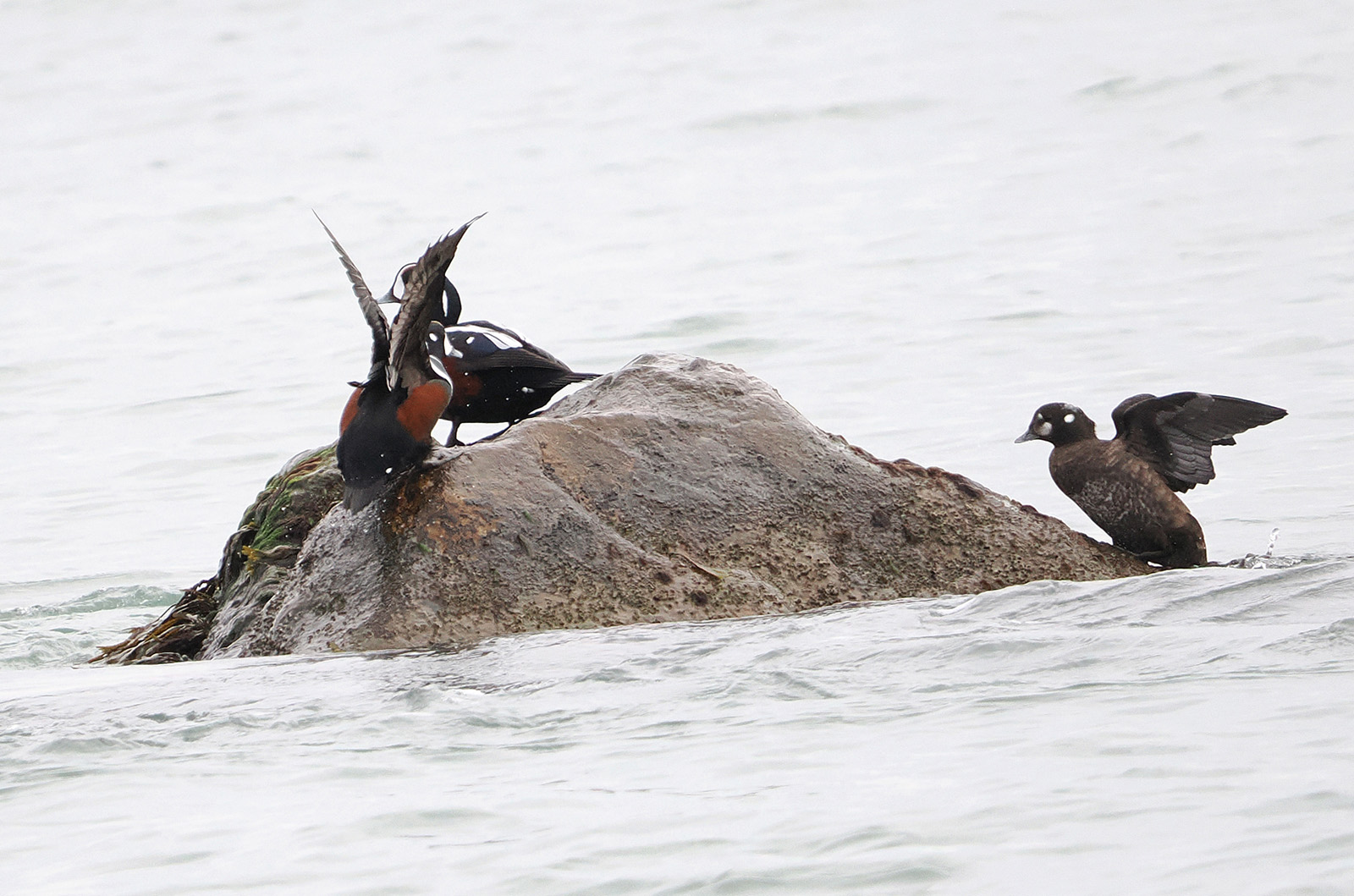 Harlequin ducks.