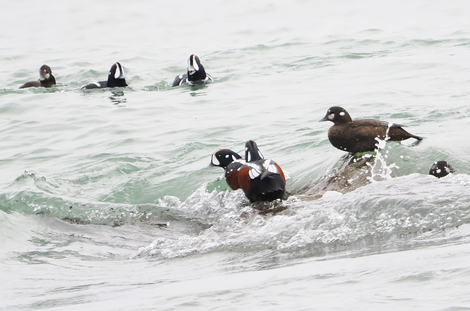 Harlequin ducks.