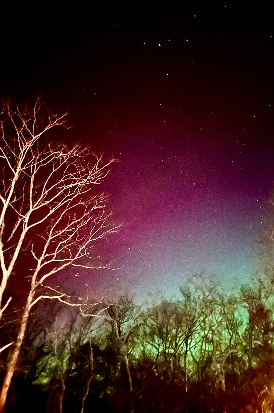 Vibrant colors through the tree.