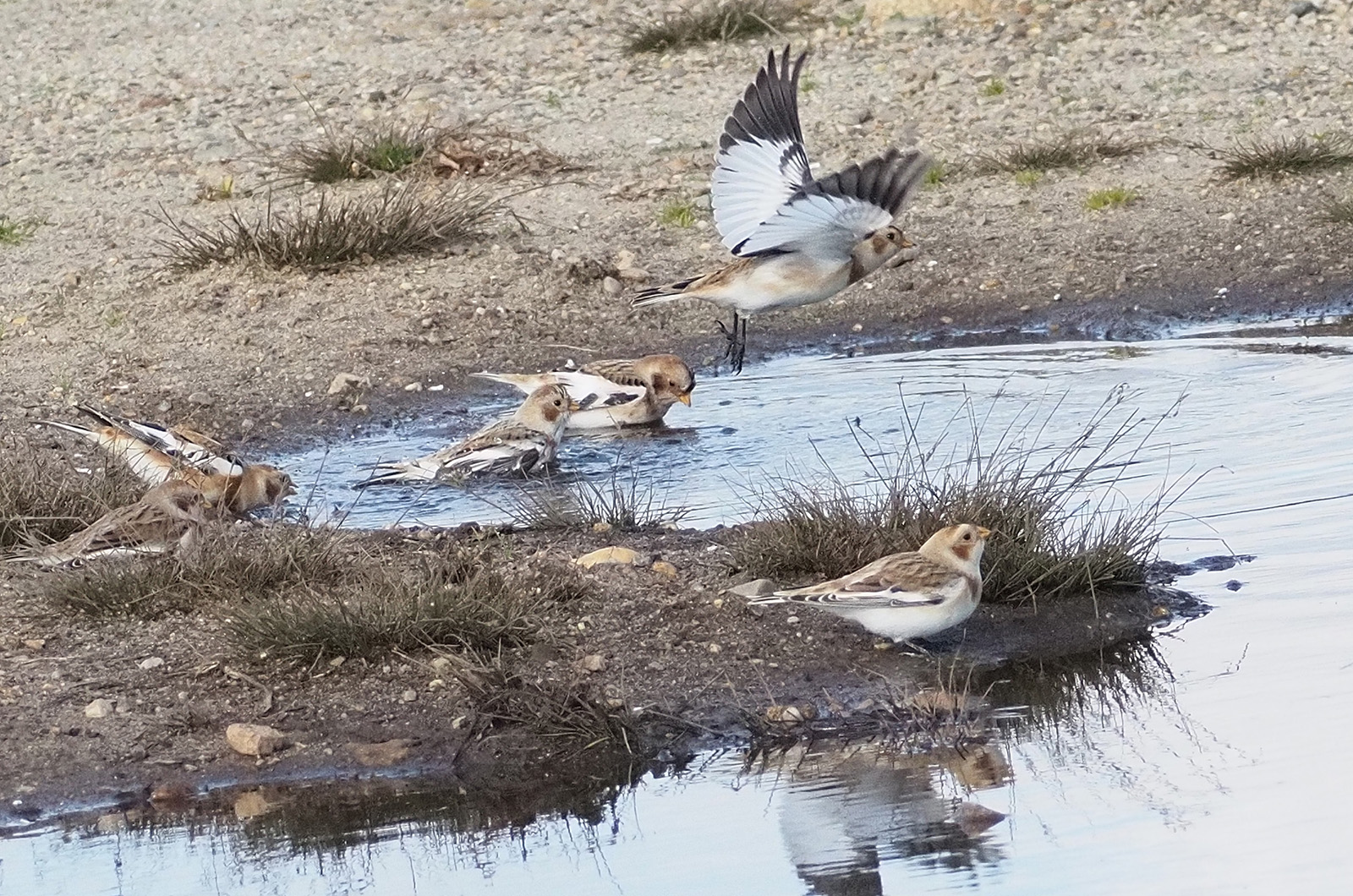 Snow buntings.