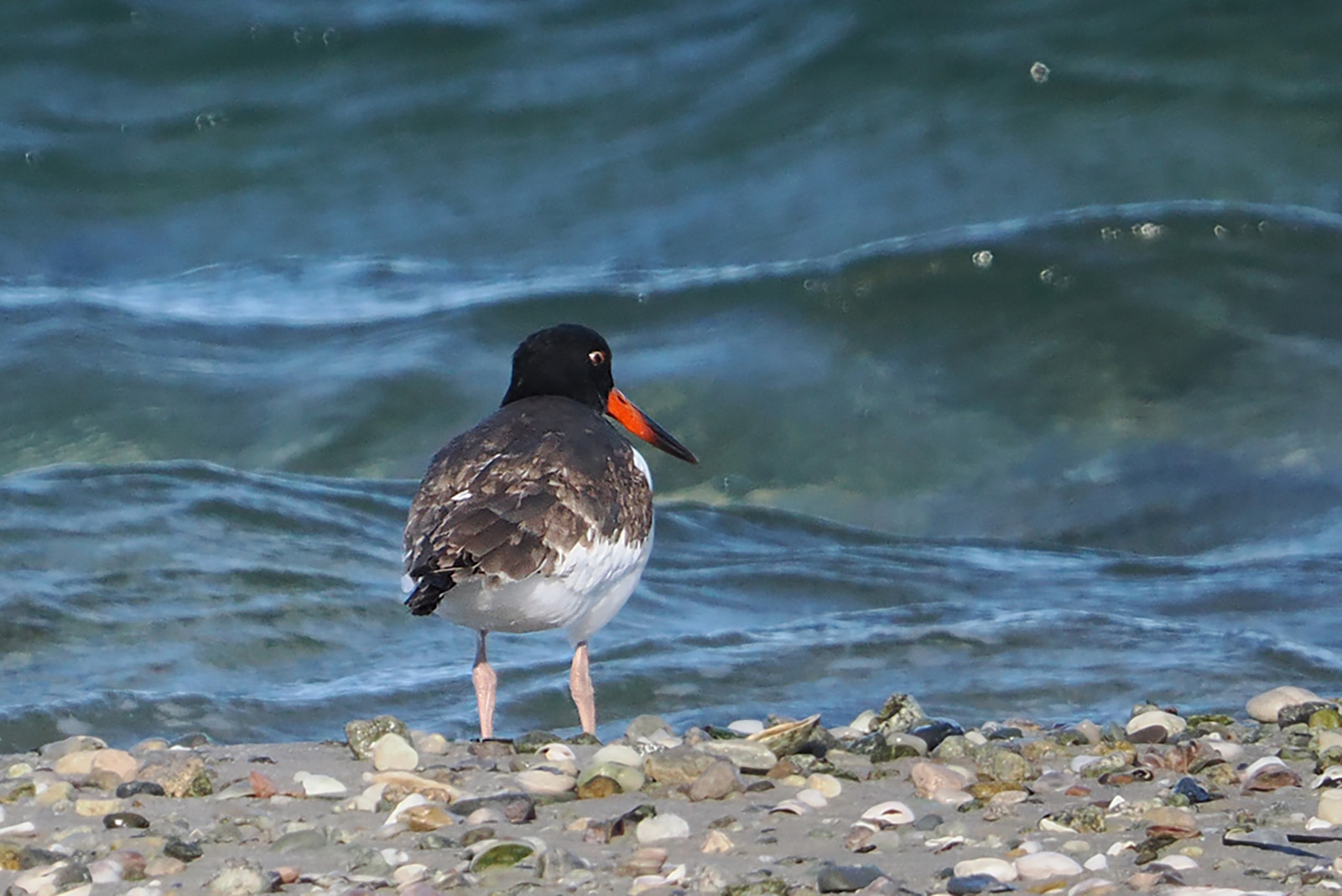 American oystercatcher.