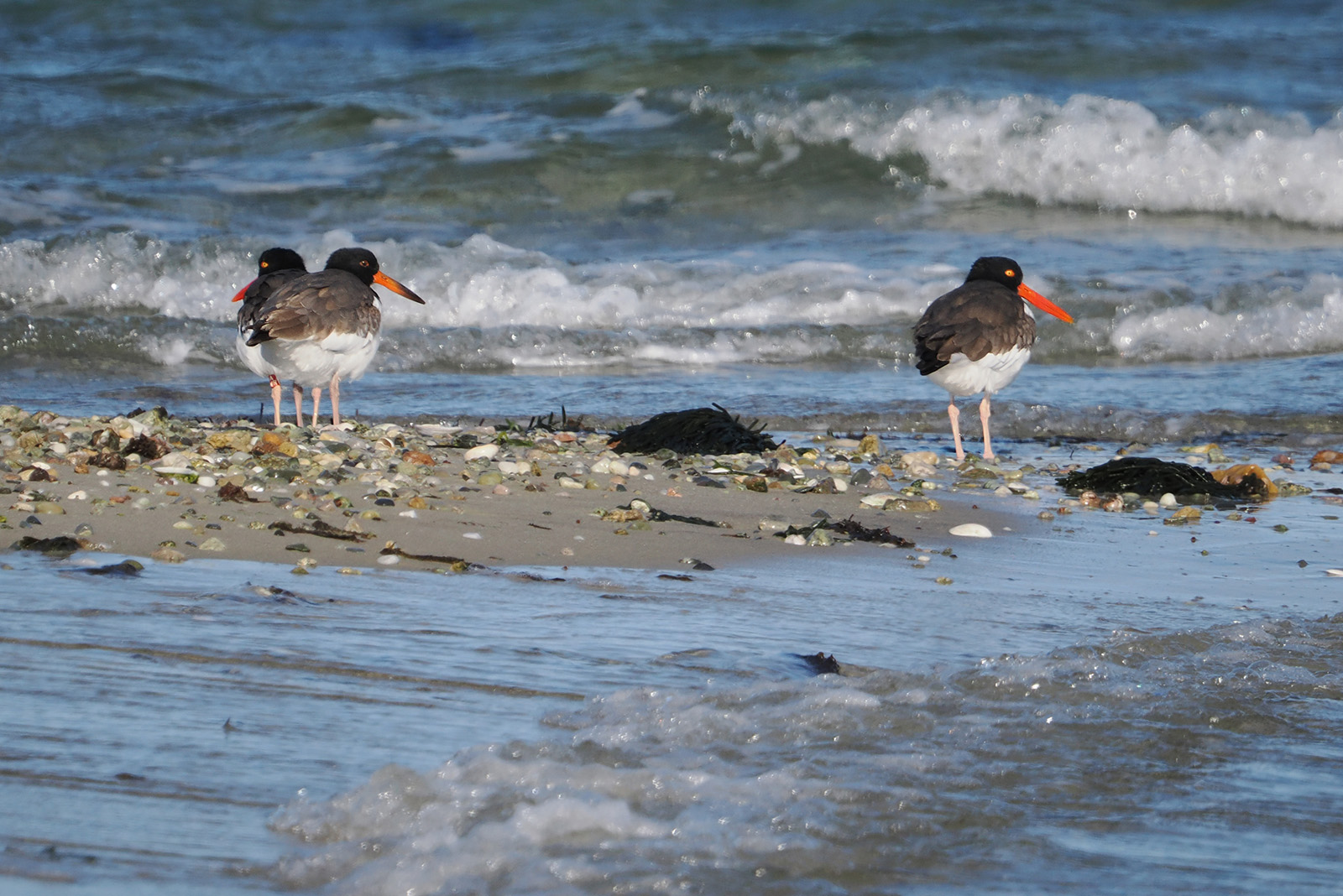 American oystercatcher.