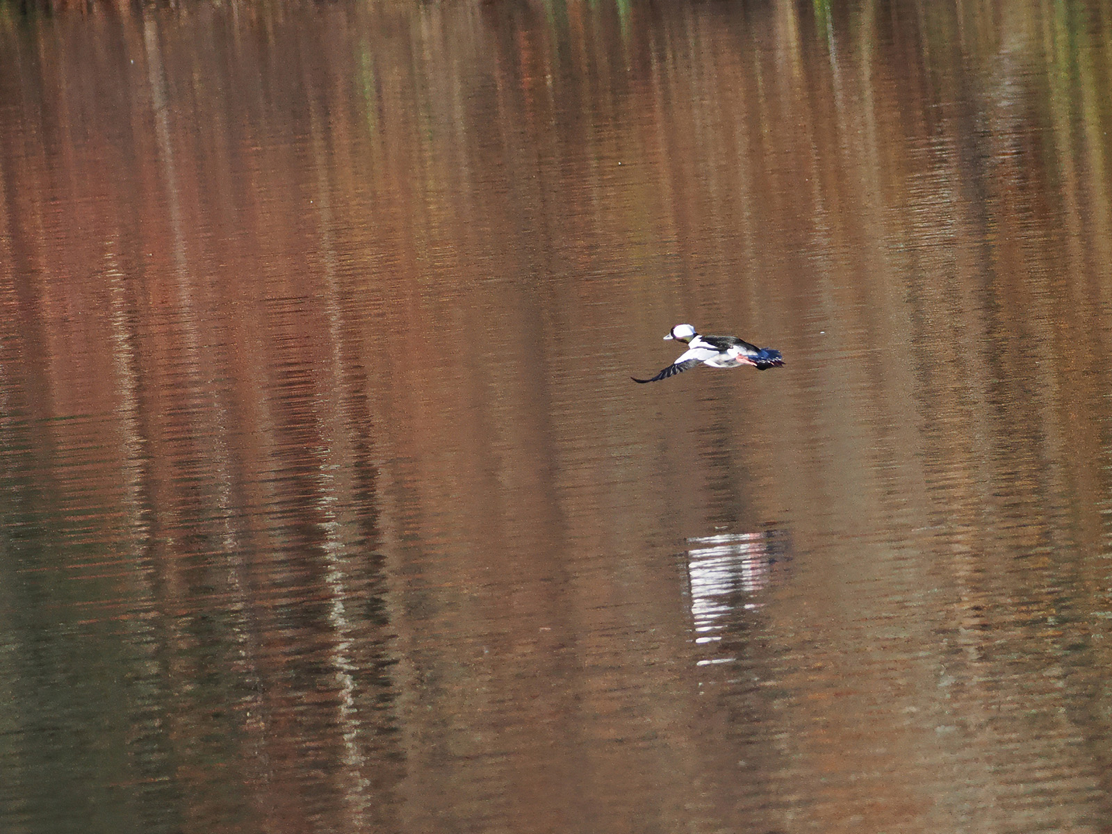 Bufflehead.