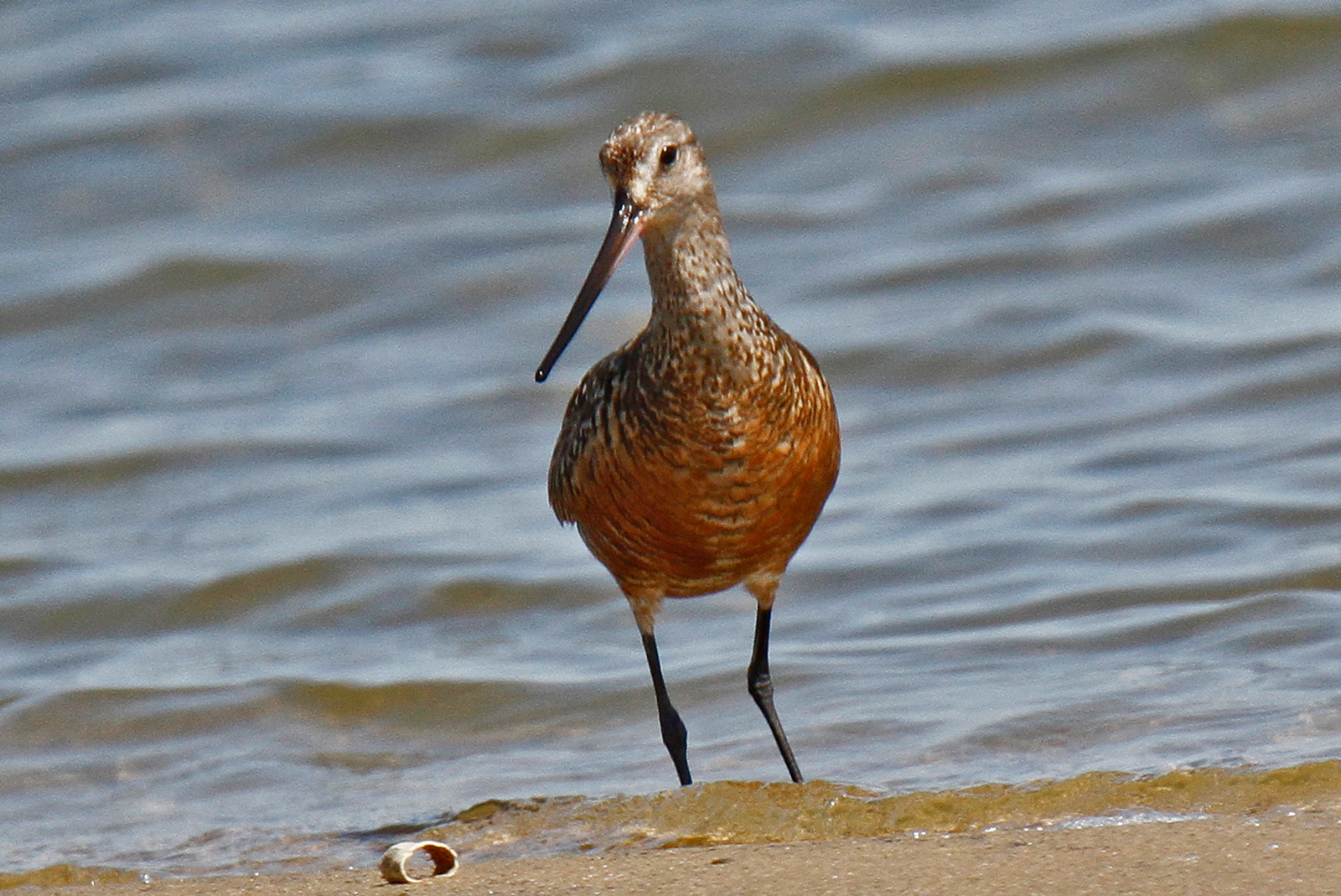 Hudsonian godwit.
