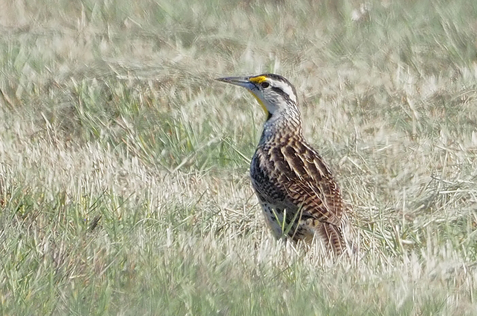 Eastern meadowlark.