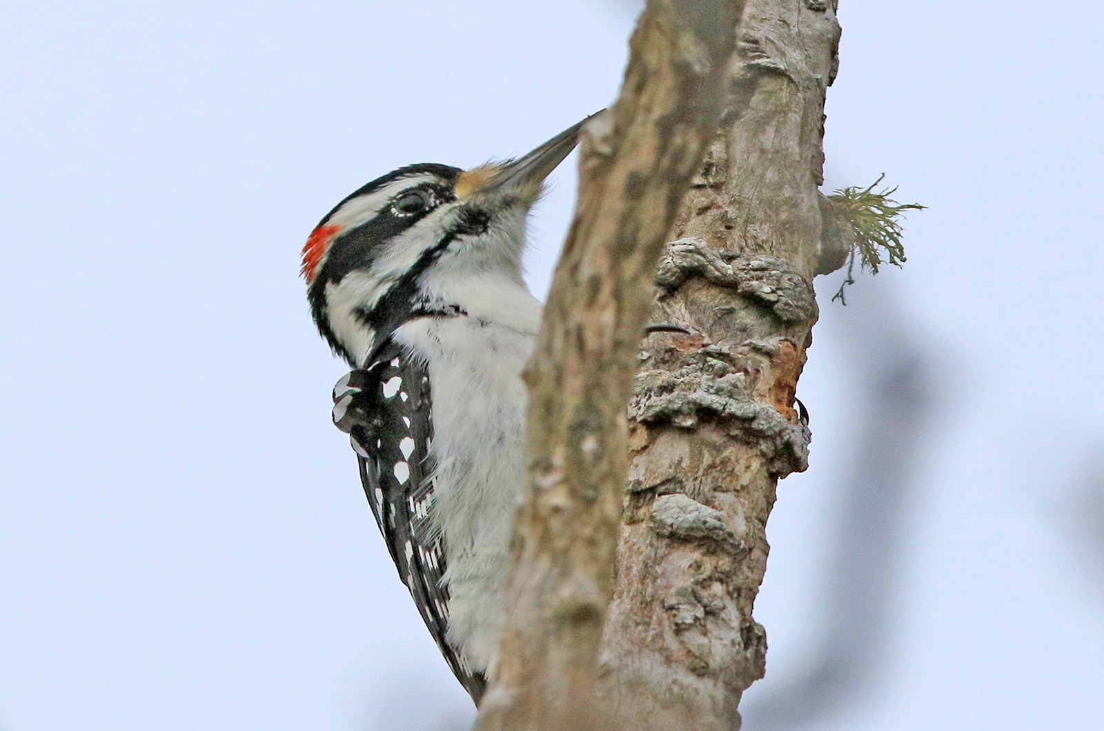 Hairy woodpecker.