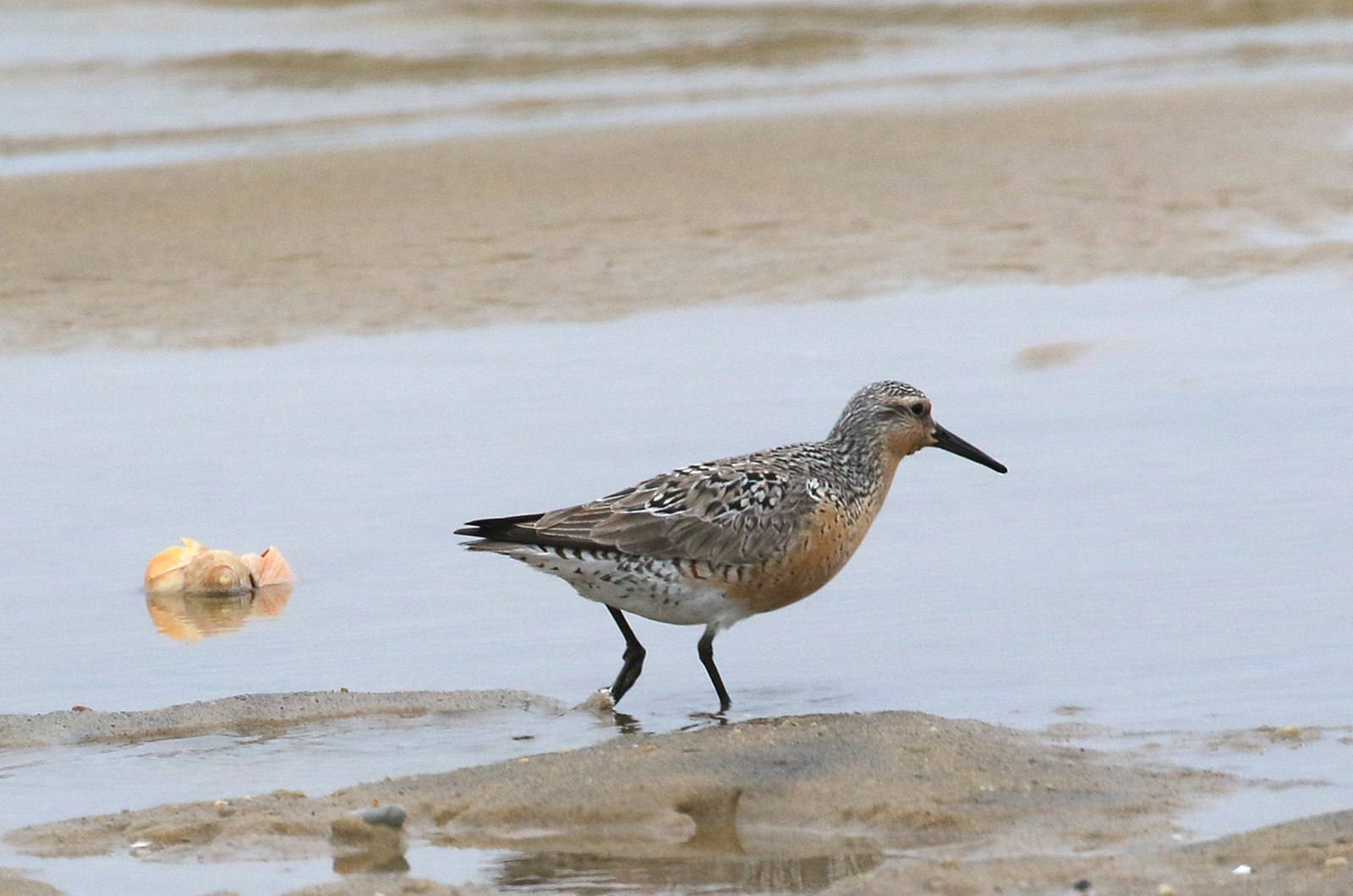 Red knot.