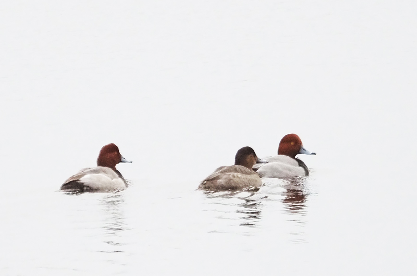 Redheads.