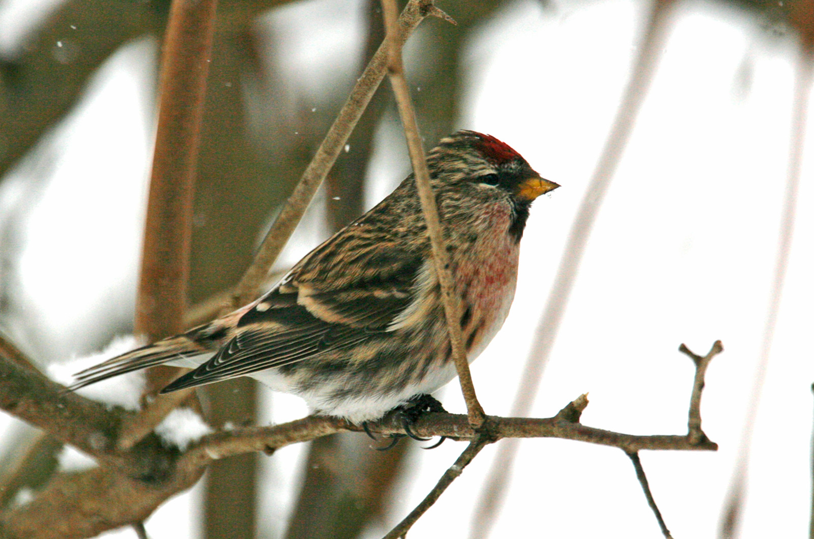 Redpoll.