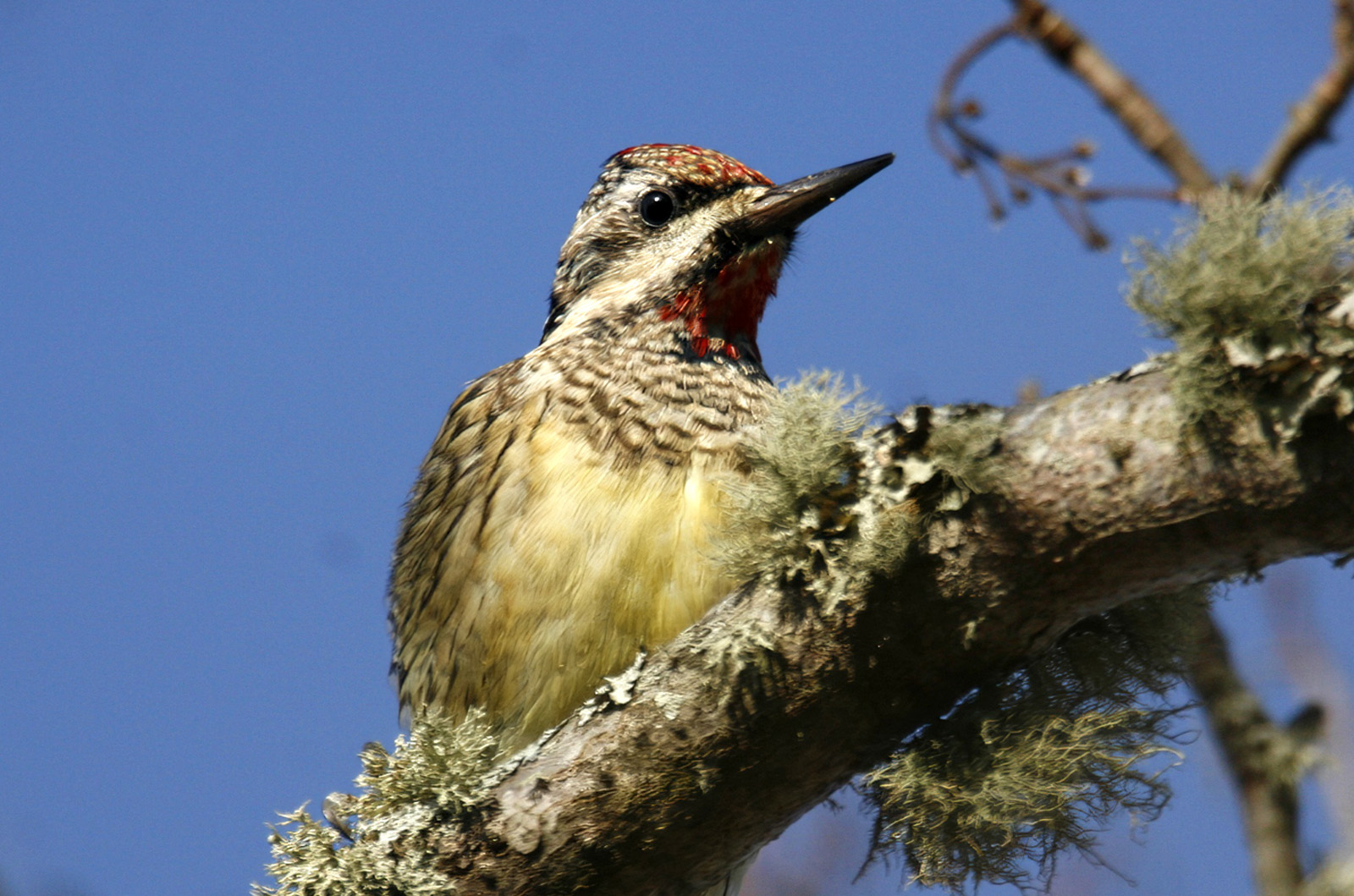 Yellow-bellied sapsucker.