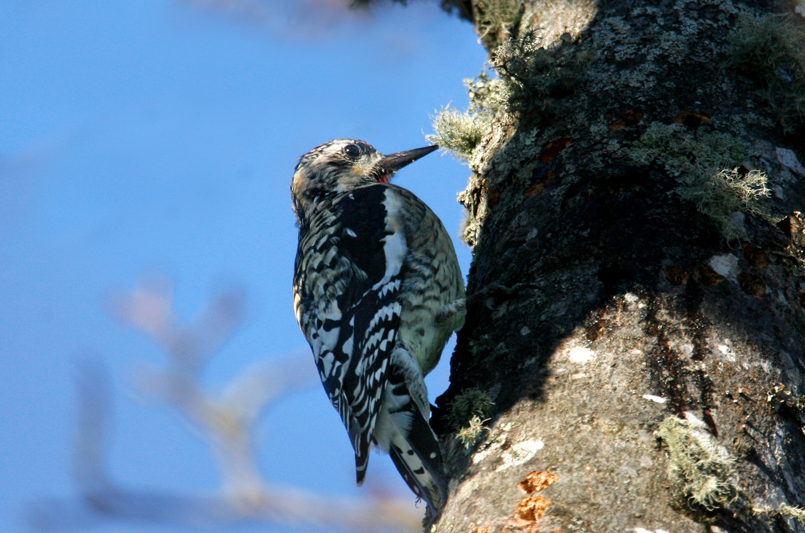Yellow-bellied sapsucker.