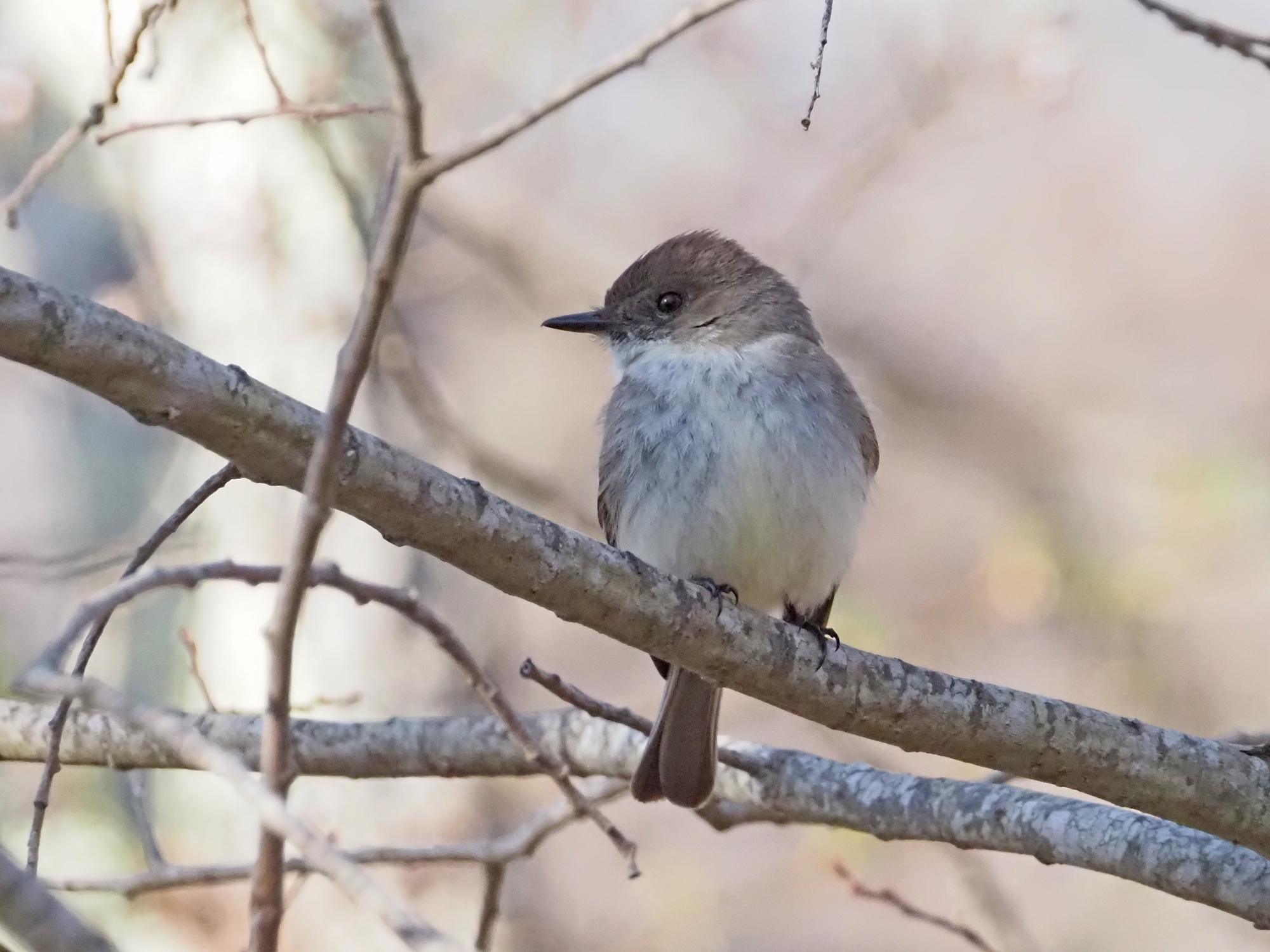 Eastern phoebe.