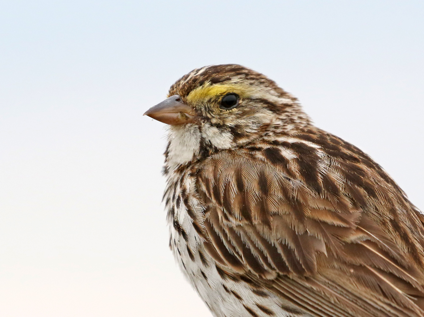 Savannah sparrow.