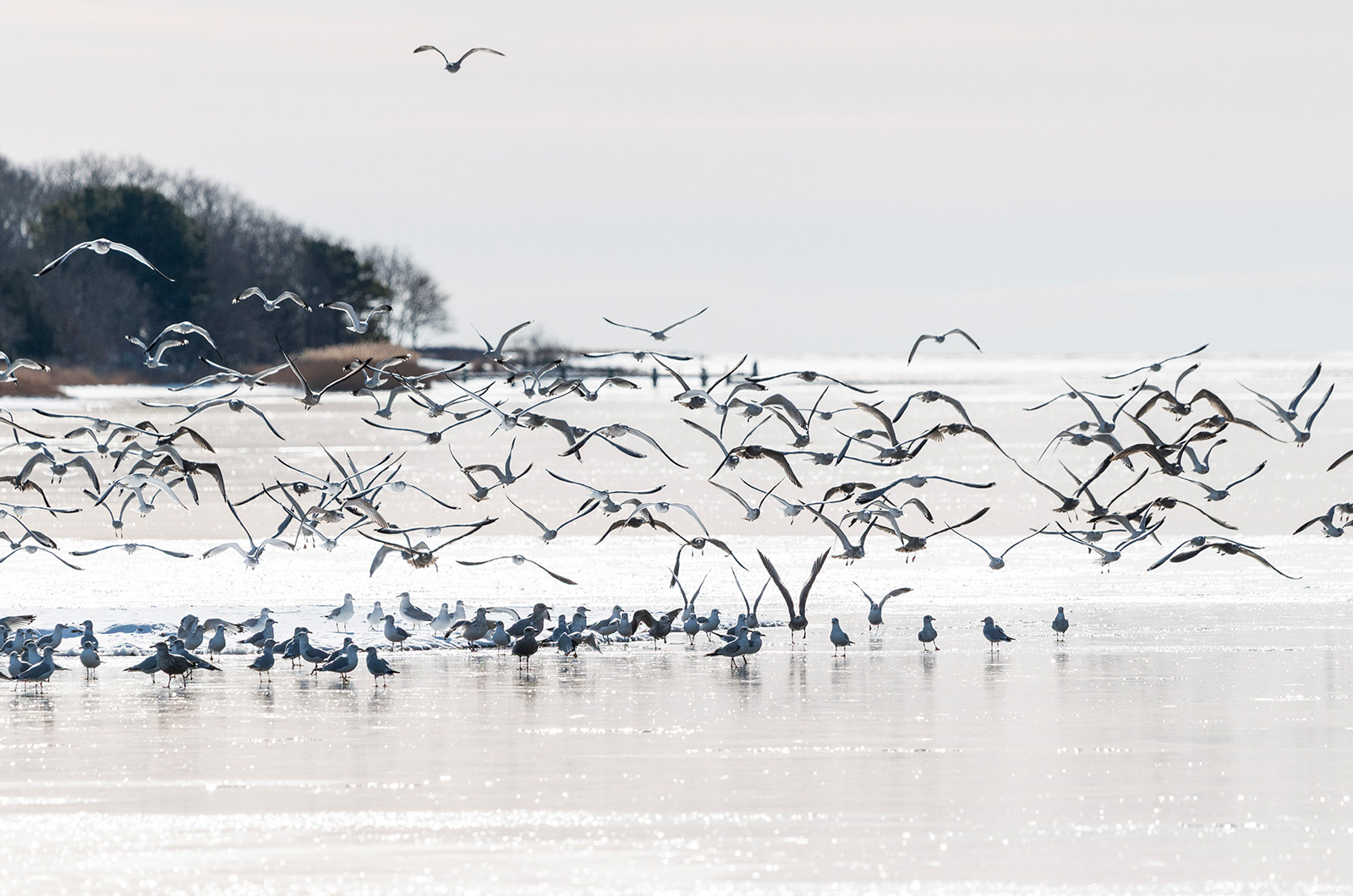 Gulls take off from a frigid Oyster Pond.