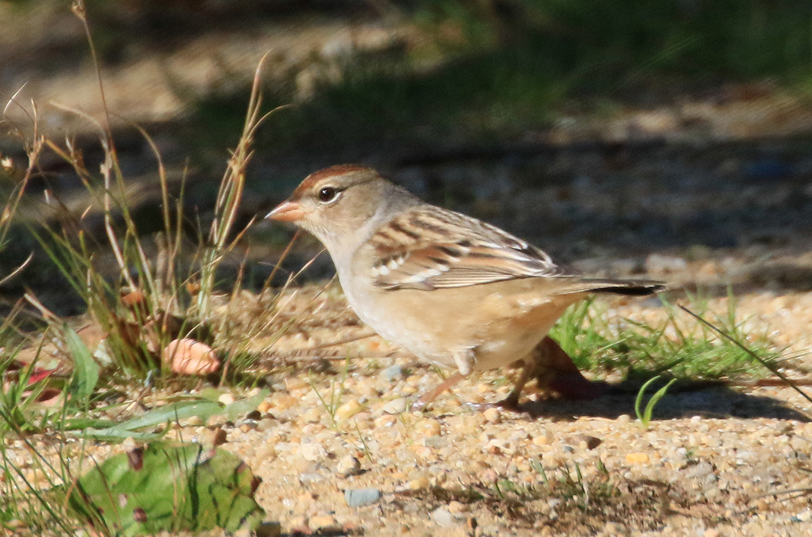White-crowned sparrow.