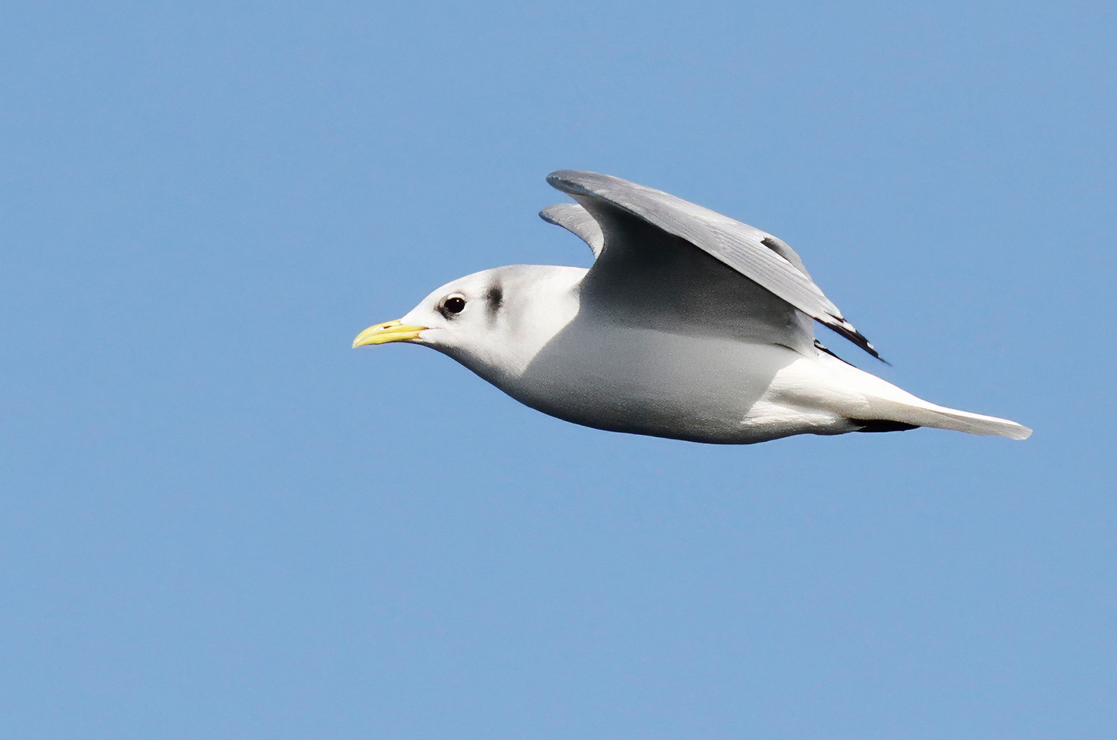 Black-legged kittiwake.