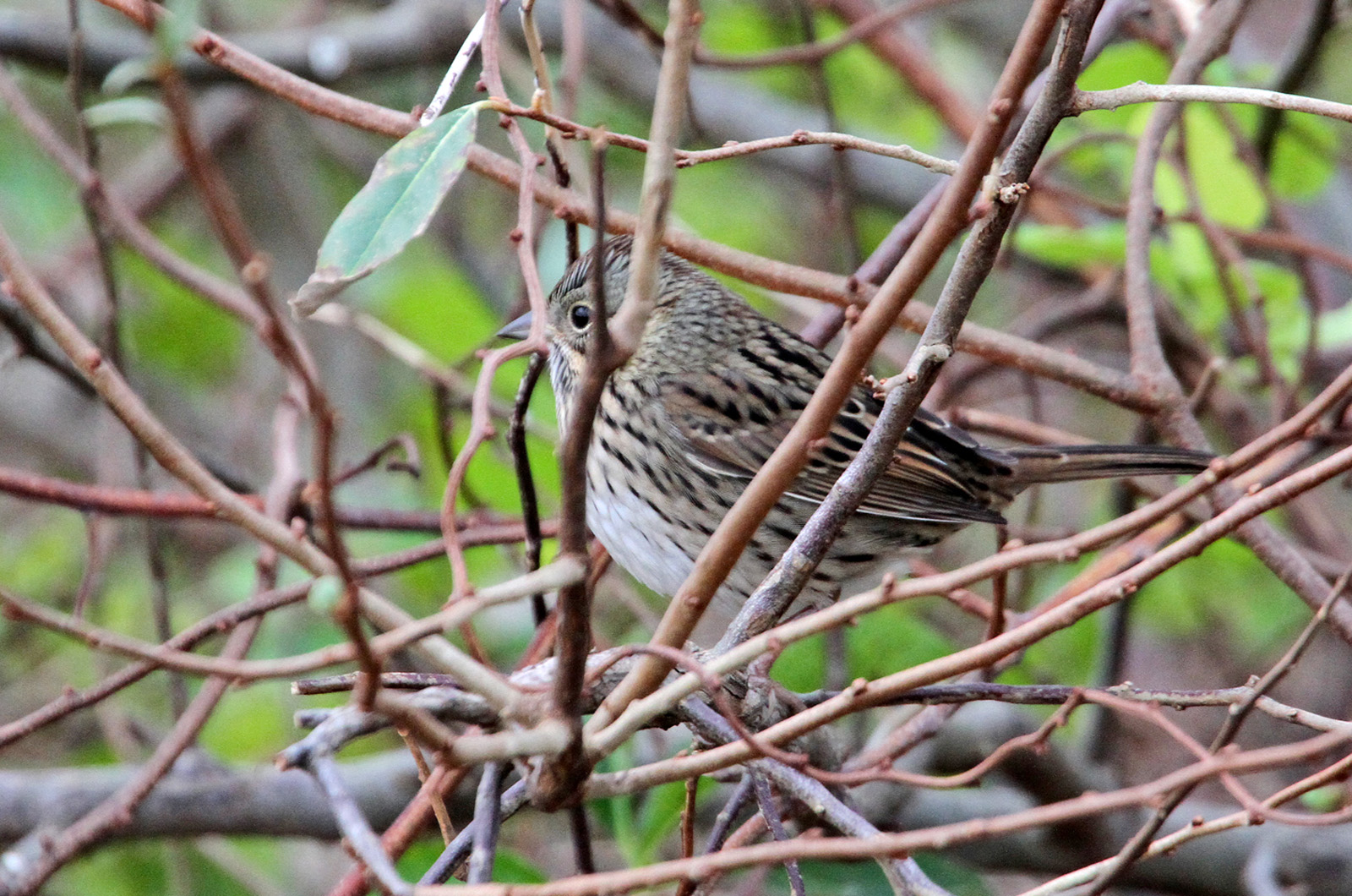 Lincoln's sparrow.