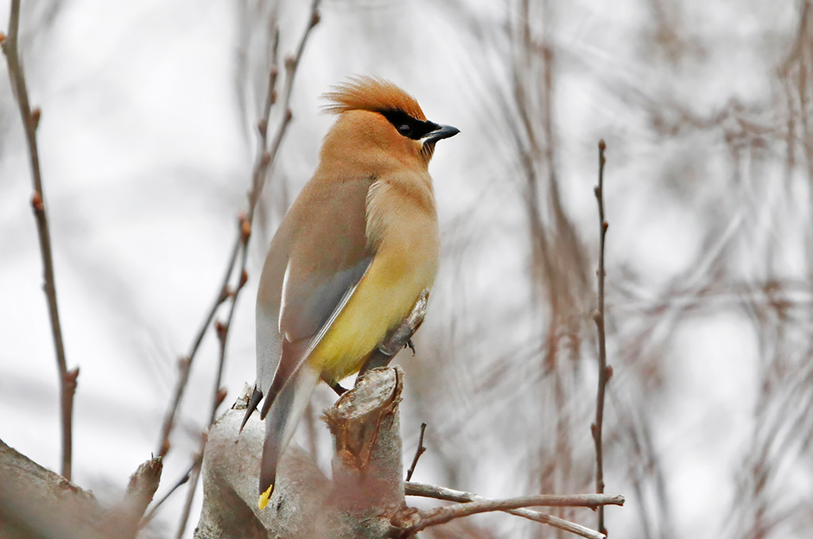 Cedar waxwing.