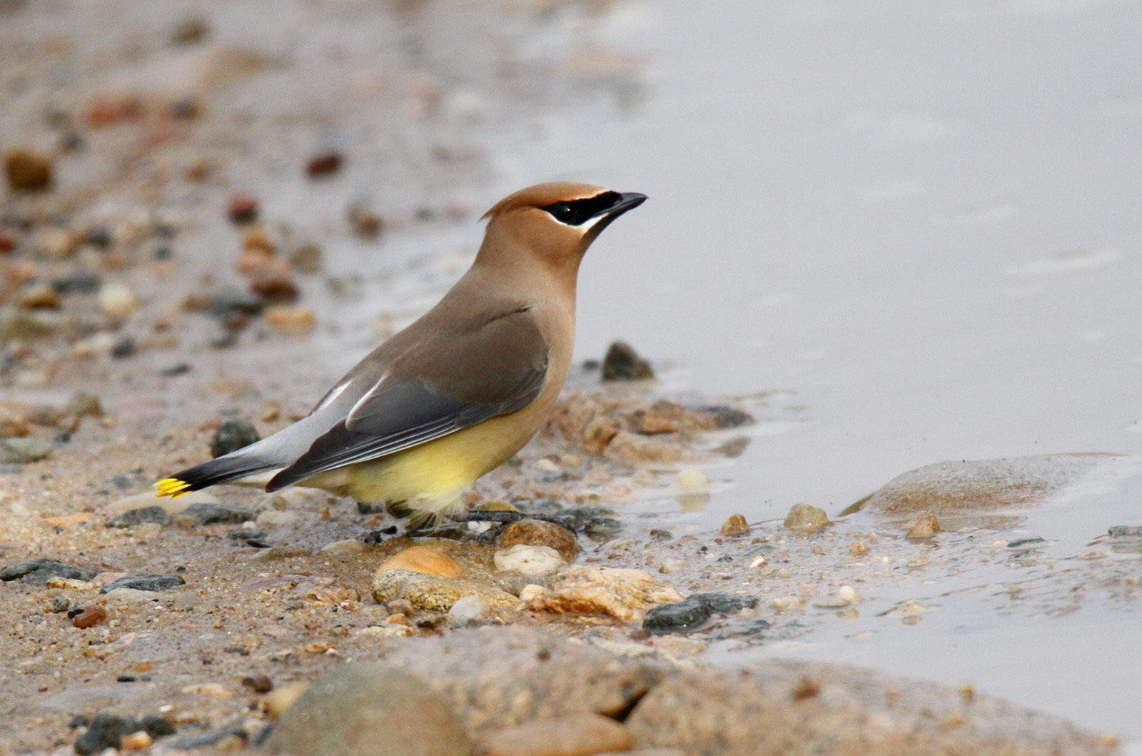 Cedar waxwing.