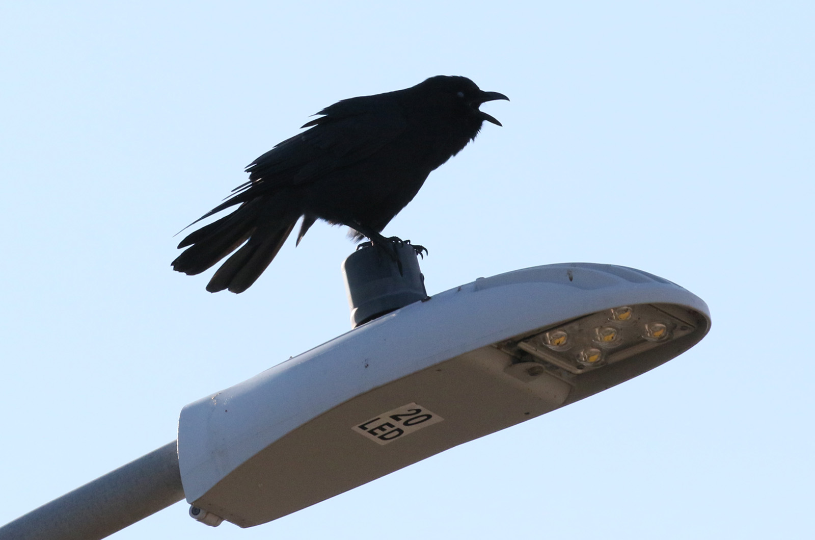 Fish crow.