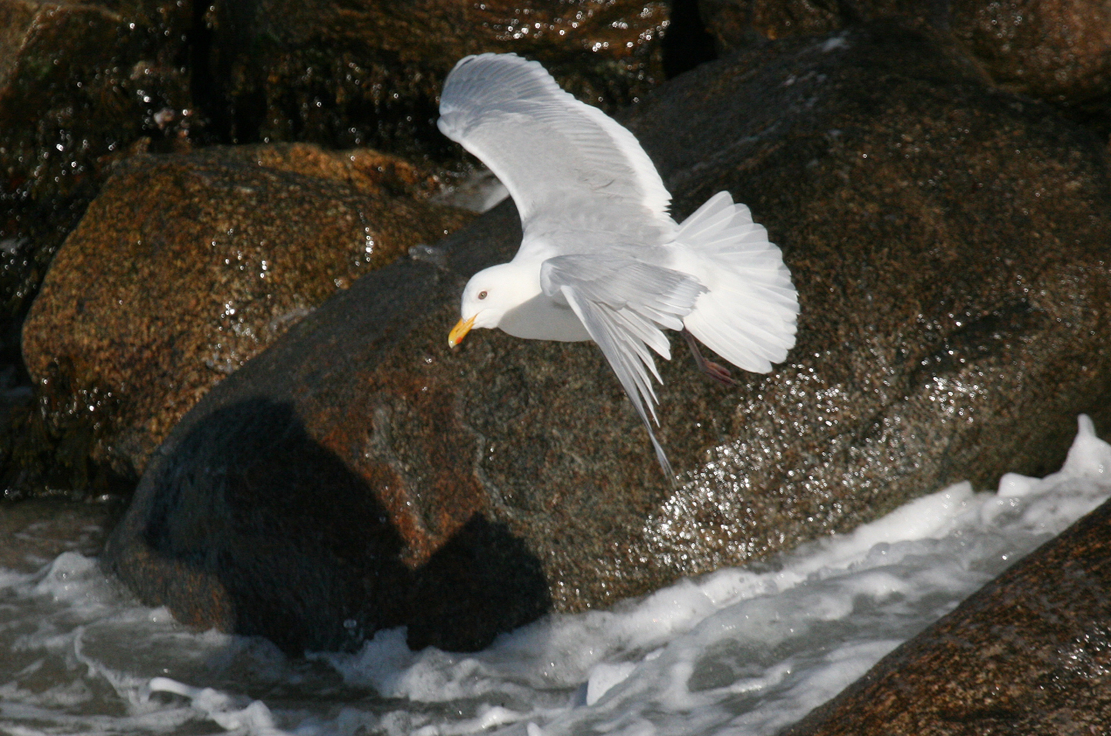 Iceland gull.