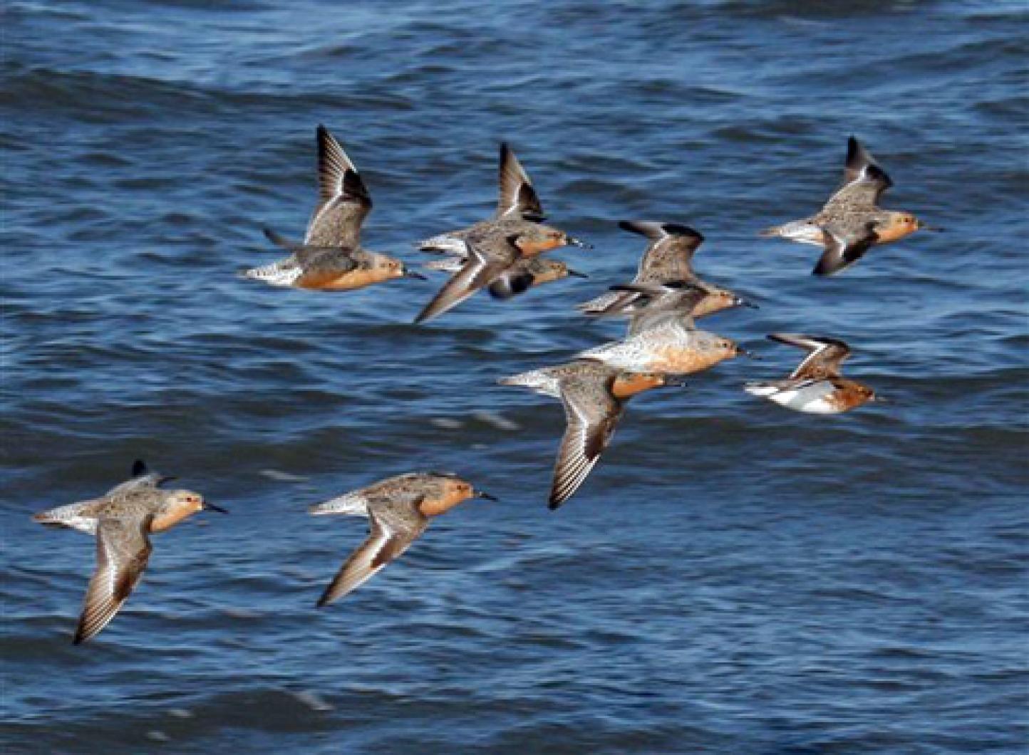 red knots