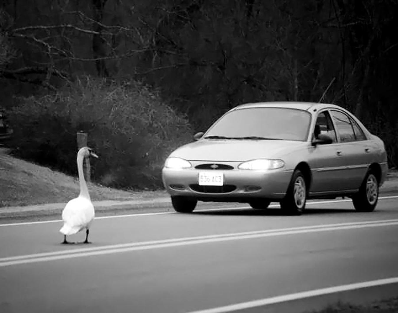 swan