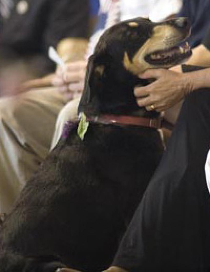 dog