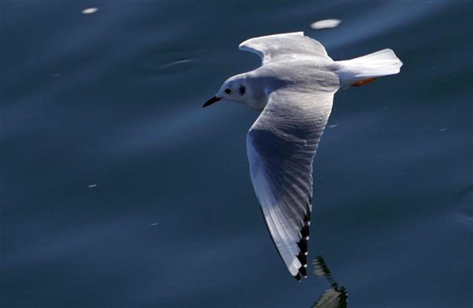 gull