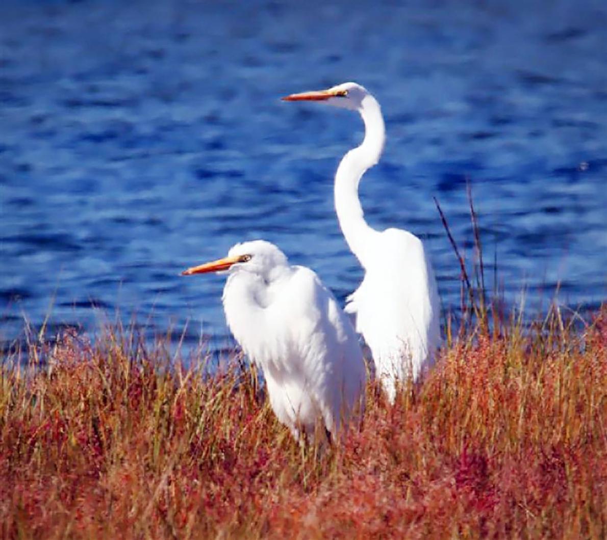 egrets