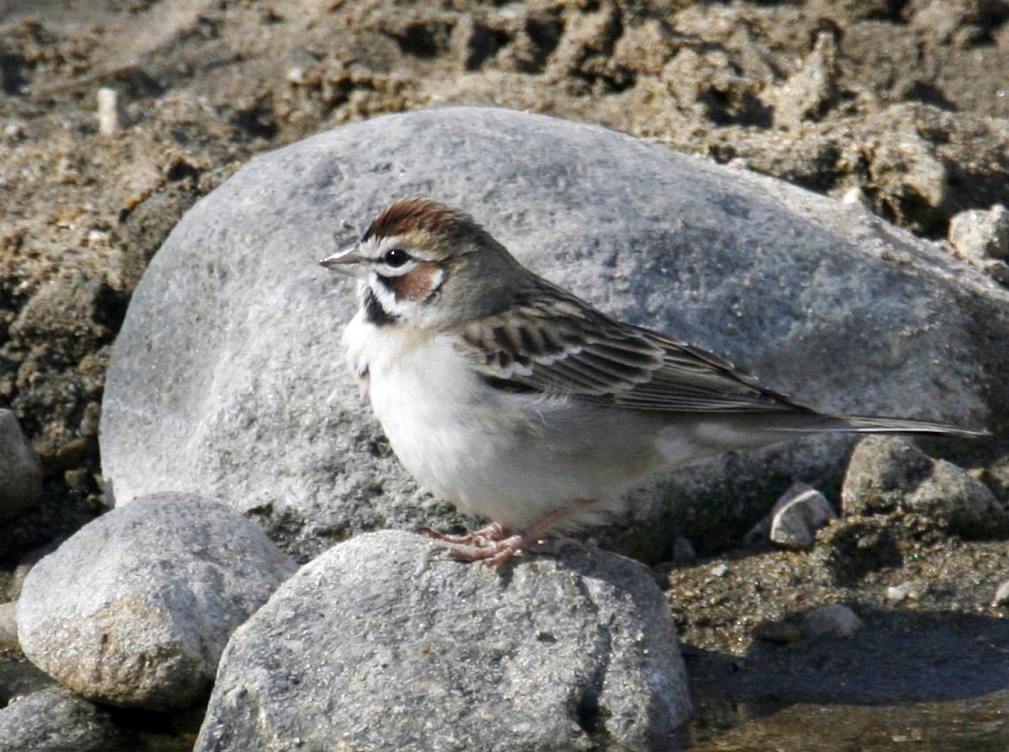 sparrow