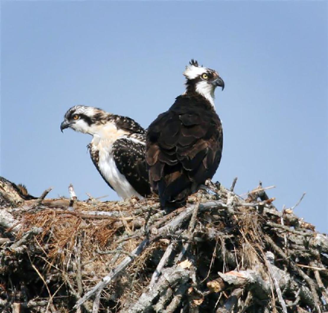 Ospreys