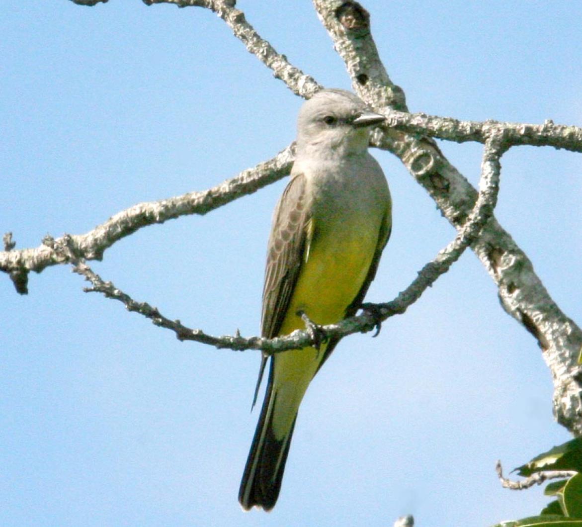 Western Kingbird