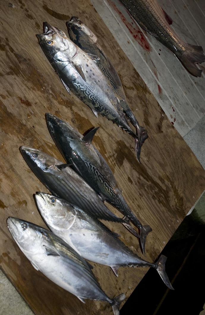 fish