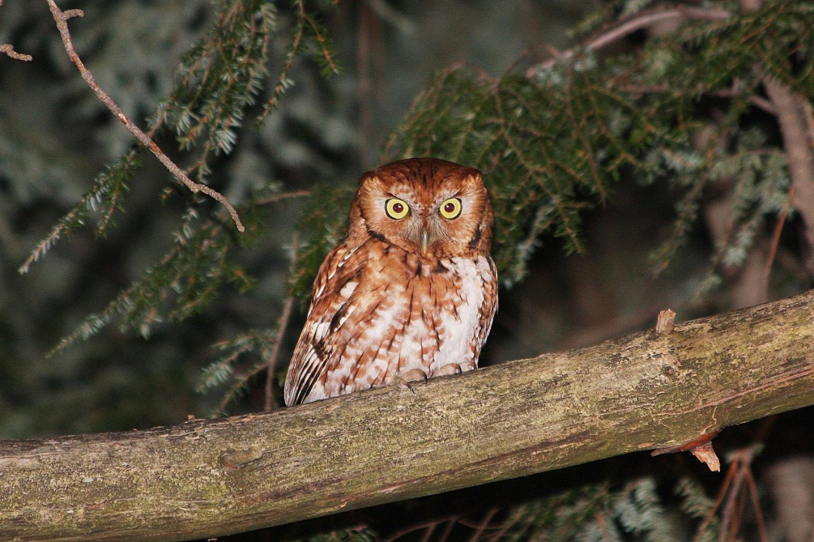 owl