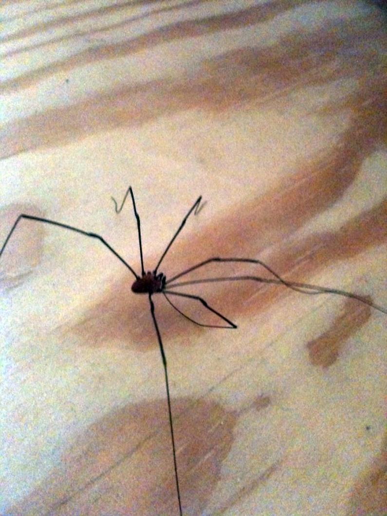 spider