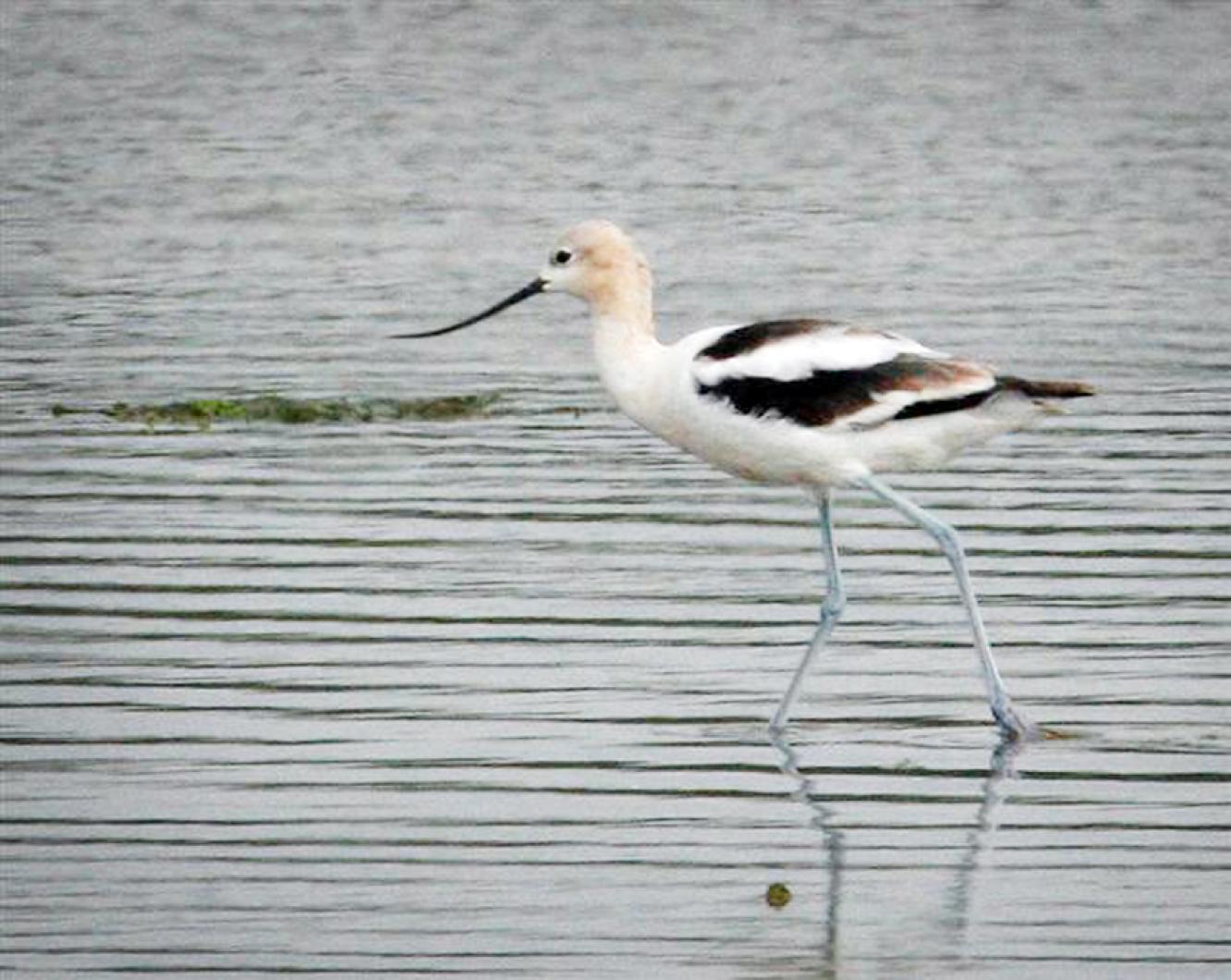 avocet