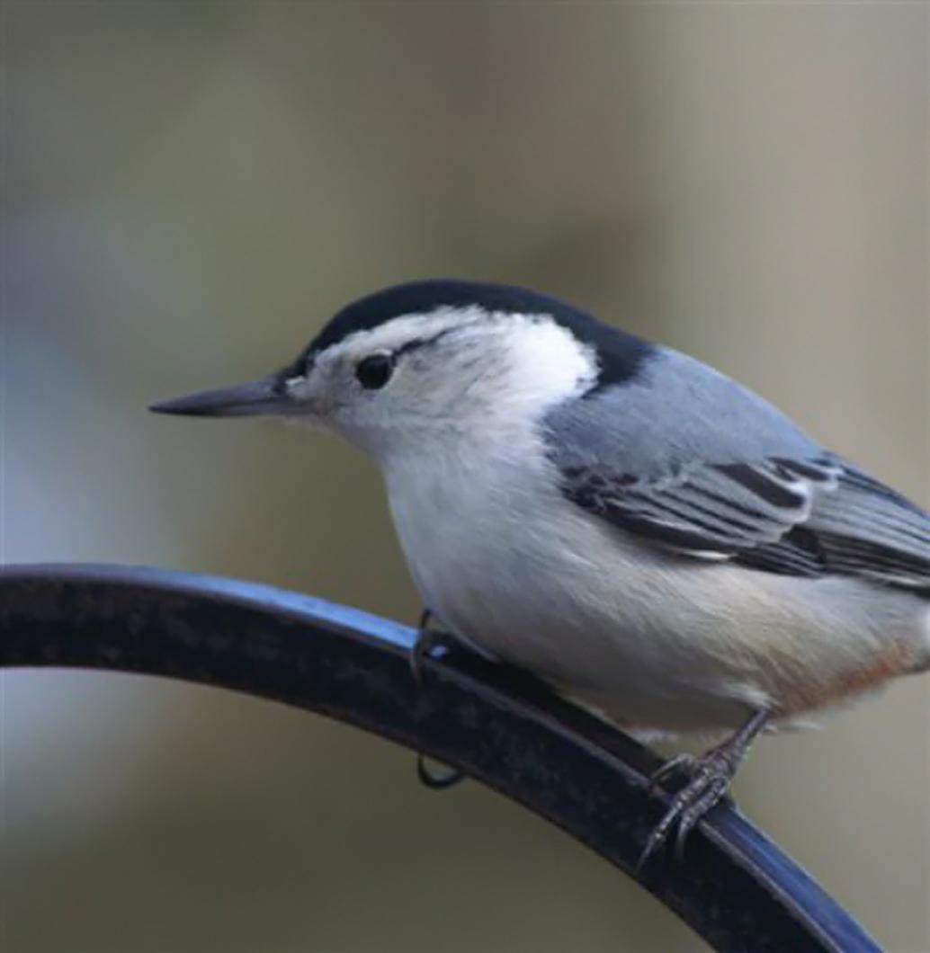 nuthatch