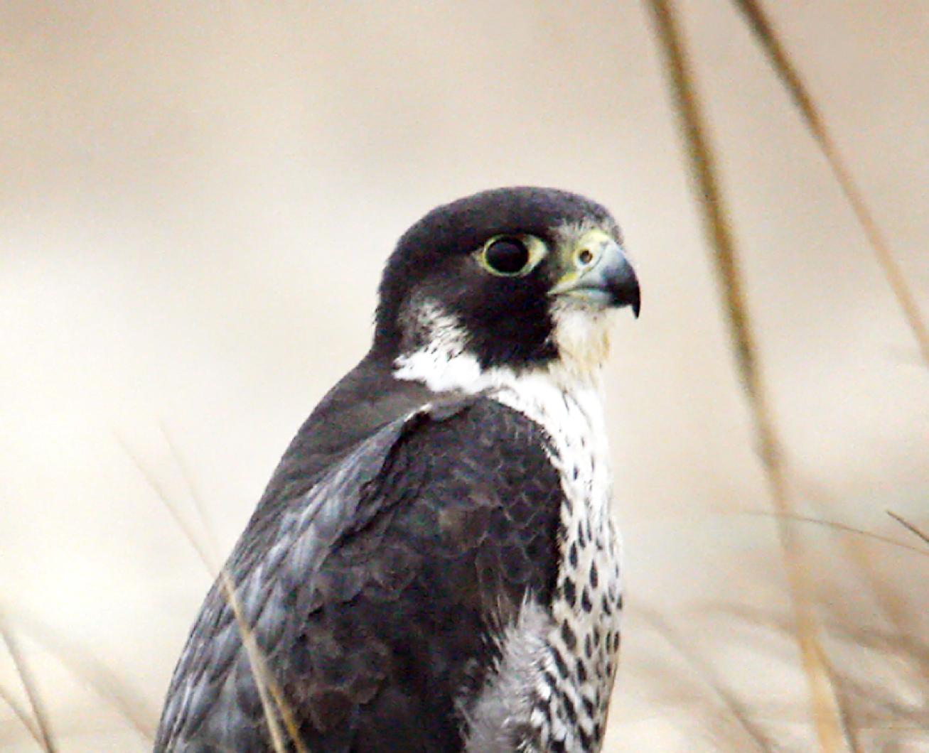 peregrine