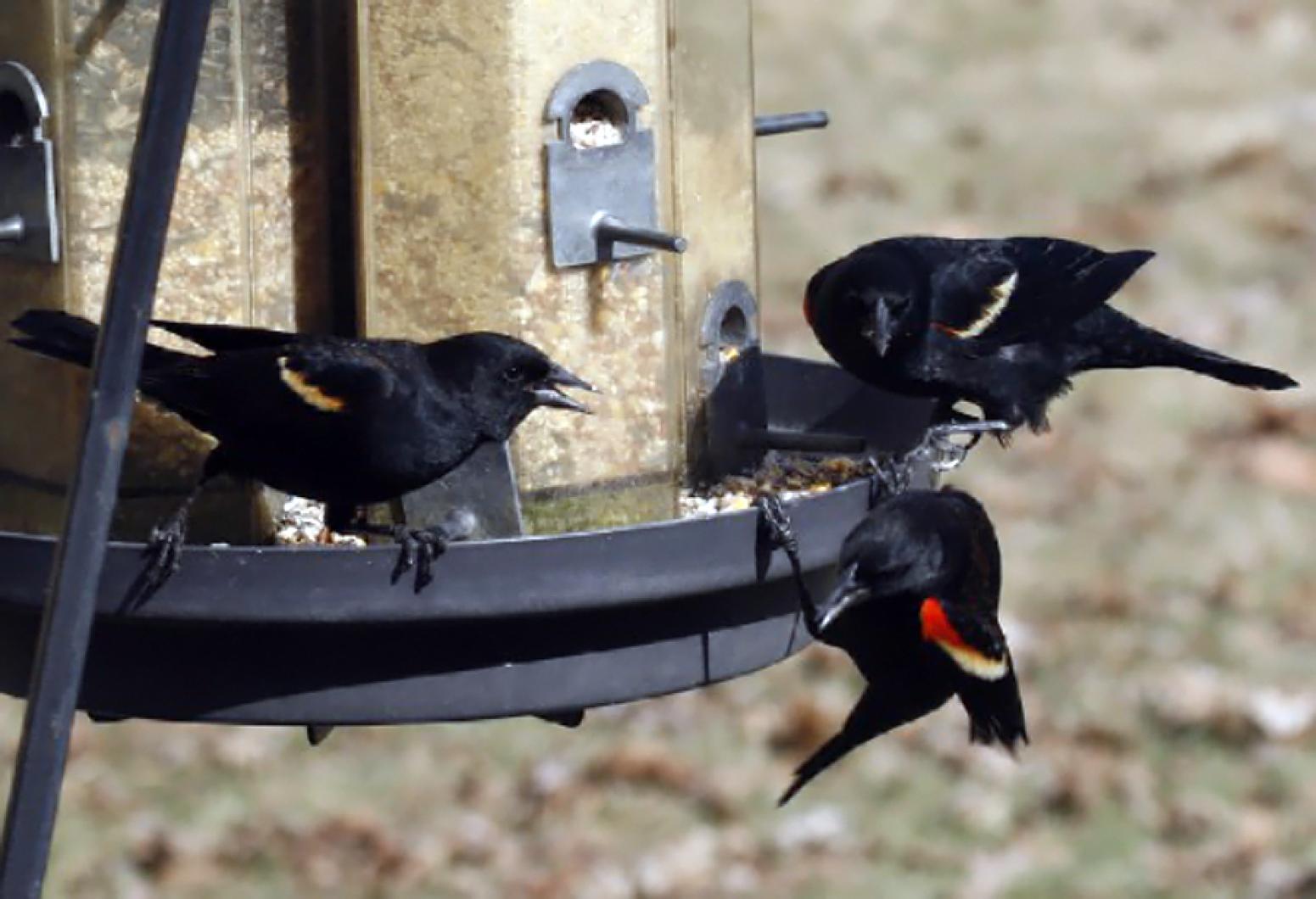 Red-winged blackbirds
