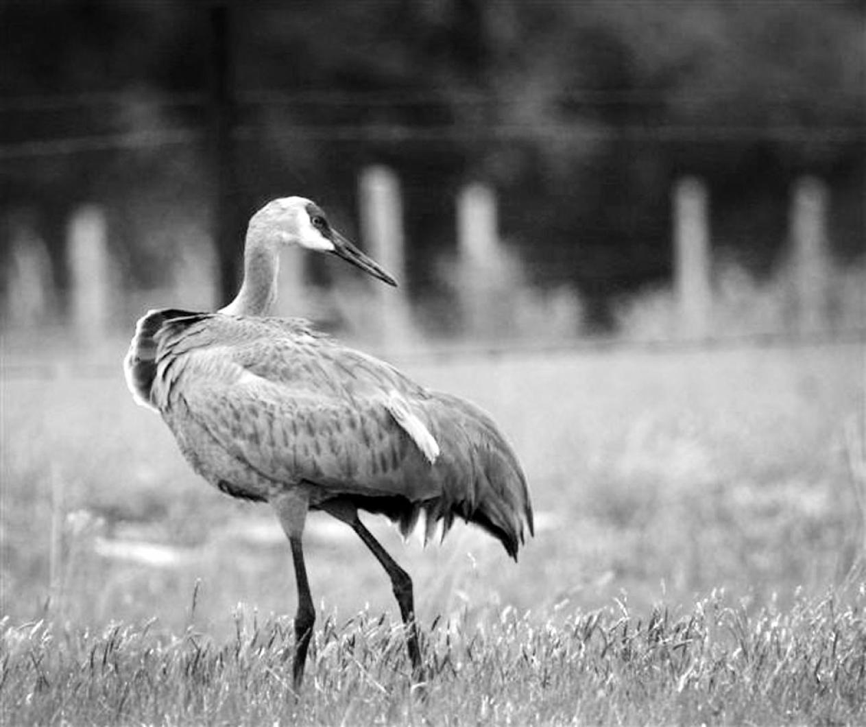 Sandhill crane